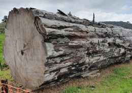 A section of the ancient Ngāwhā kauri log lying on its side