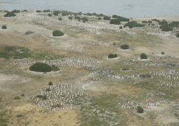pelican breeding seen from the air