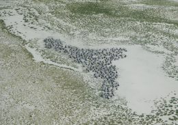 Three small colonies of pelicans on Lake Numalla