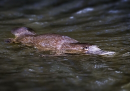 A platypus swimming at Taronga Zoo