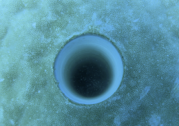 Underwater coral drill hole