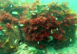 Artificial reefs 18 months after installation