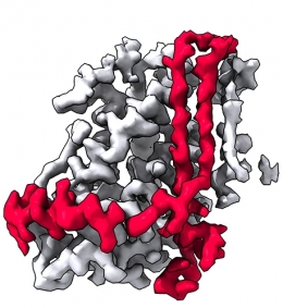A coloured image of an electron microscope image of a red algae protein