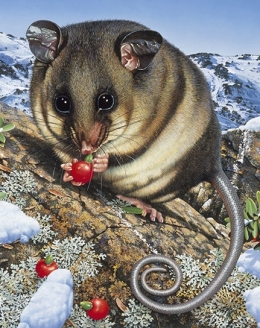 Artwork showing Mountain Pygmy-possum in alpine environment eating berries