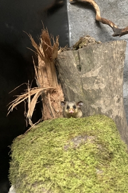 A mountain pygmy possum