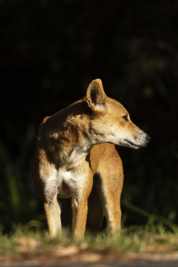 a dingo walks in the darkness of night
