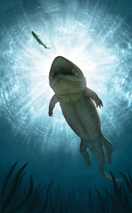 An artist's impression of Arenaerpeton supinatus showing a large salamander-like animal swimming underwater