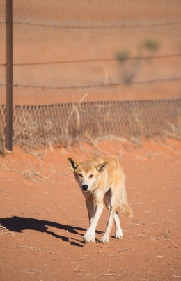 A dingo next to the Dingo Fence in the Strzelecki Desert