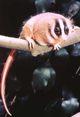 A New Guinean feather-tailed possum