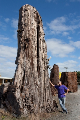Dr Jonathan Palmer with a 50,000 year old kauri tree