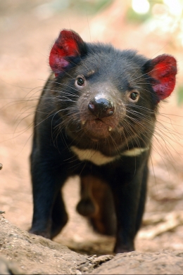 A Tasmanian devil walking towards the camera