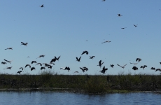 Waterbirds at the Gayini Wetlands