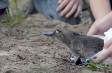 A platypus is released on the bank of the Hacking River, Royal National Park