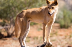 a dingo stands on a wooden log
