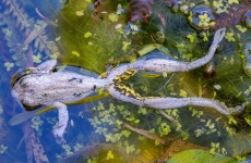 a frog floats near water plants with legs outstretched