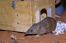 Golden bandicoot being released from a carrying box