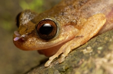Common Mist Frog (Litoria rheocola)