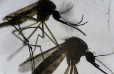 Photo of two Aedes aegypti mosquitoes