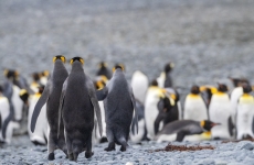 penguins on macquarie island
