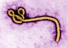 01_ebola_virus_cdc_global_-_flickr.jpg