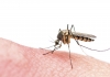 Zika_virus_mosquito.jpg