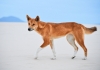 Dingo walking on sand