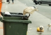 An Australian white ibis looks for food scraps in a rubbish bin