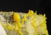 11 Intra actionSlime mold