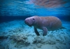 A manatee swims in the shallows of some very blue water