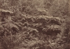 A sepia image of lush rainforest ferns