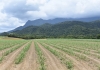 A crop plantation with mountains in the background
