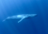 A pygmy blue whale swimming in the ocean