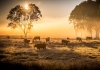 Cows standing in a paddock among gum trees with the sun on the horizon