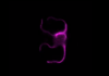 Fluorescent microscope image of malaria parasite Plasmodium forming flagella during sexual maturation