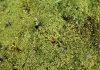Top view of moss completely covering the ground