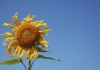 global warming sunflower