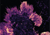 super resolution microscope image