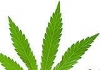 Cannabis inside