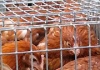 Voiceless Chickens web