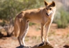 a dingo stands on a wooden log