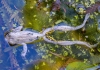 a frog floats near water plants with legs outstretched