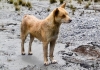 A Highland wild dog with a golden coat