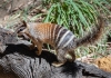 a numbat stands on a log