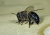 apis mellifera honey bee in the act of stinging