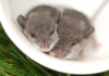 Two baby mice in a teacup