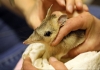 Close-up of a bandicoot being held