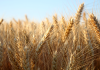 Barley in a field 