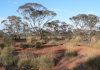Mallee eucalypt woodland in arid South Australia