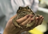 cane_toad.png