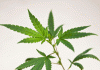 Cannabis web 0